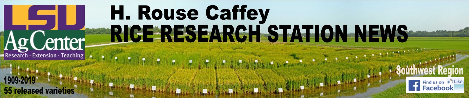 Southwest Region newsletter banner. LSU AgCenter logo with Research, Extension and Teaching. H. Rouse Caffey Rice Research Station News. 1909-2019. 55 released varieties. 